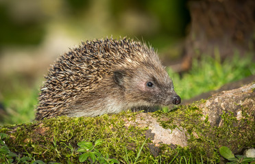 Hedgehog, (Erinaceus Europaeus) wild, native, European hedgehog in natural habitat on green moss log with blurred background.  Close up.  Landscape, Horizontal