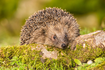 Hedgehog, (Erinaceus Europaeus) wild, native, European hedgehog in natural habitat on green moss log with blurred background.  Close up.  Landscape, Horizontal