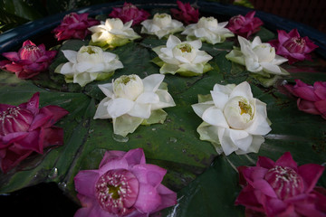Lotus flower