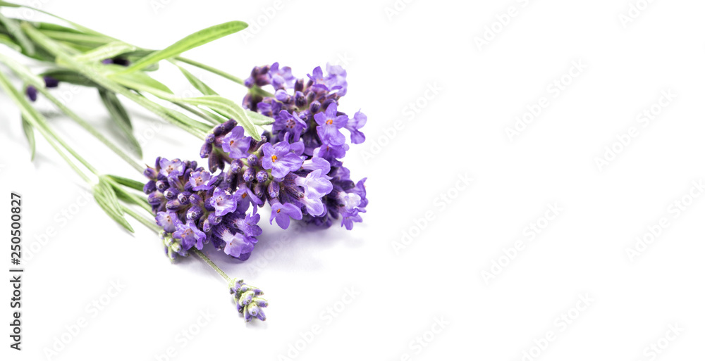 Sticker lavender herb flowers white background