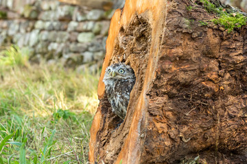 Little Owl, Athene Noctua, inside a tree trunk and peeping out.  Little Owl is the species and not the size.  Horizontal.