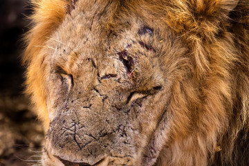 Wounded African lion. Close-up of face.