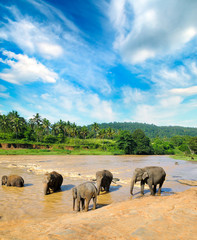 Fototapeta na wymiar Elephants bathing in the jungle river of Sri Lanka