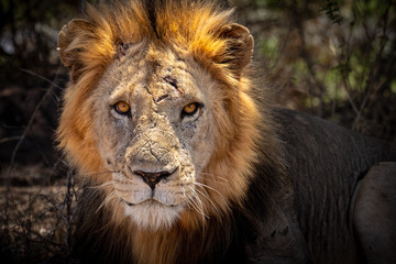 Scarred male African lion close-up looking at camera.