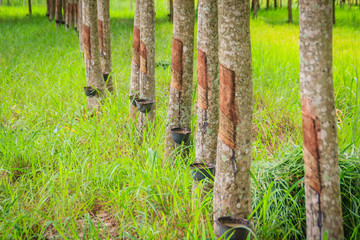 Mixed farming by planting rubber trees in rice fields is agricultural system in which a farmer conducts different agricultural practice together two or more of plants simultaneously in the same field.