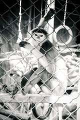 caged monkey