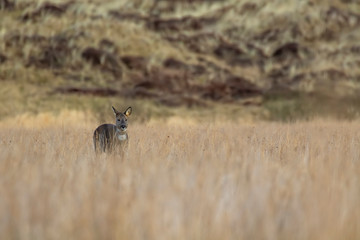 Female/doe European roe deer, Capreolus capreolus, grazing and looking amongst the long grasses of an estuary in scotland.