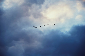 ducks flying over the cloudy sky