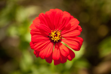 Simple Red Flower from Above - Selective Focus