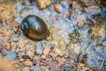 Golden applesnail or Channeled applesnail is the alien imported from abroad. The number is increasing and spread in almost all areas of Thailand. It is a freshwater mollusk that is a major rice enemy.