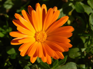calendula flower close up