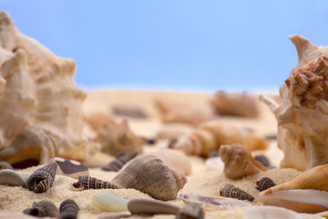 Seashells in the sand