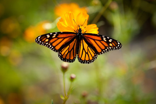 Beautiful Monarch Butterfly on a Flower