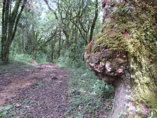 Arbol con tumores en su tronco