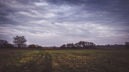 Naklejka premium Landschaft in Brandenburg mit Vögeln