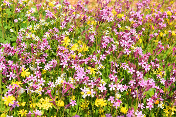 spring flowering in the Lower Galilee, Israel