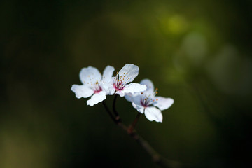 White Blossoms