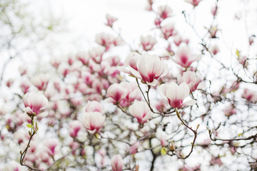 Magnolia tree white pink blossom with blurred background