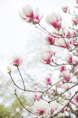 Magnolia tree white pink blossom with blurred background
