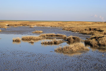 dry grass at the salt marsh along the sea with low tide in winter