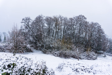 Falling Snow And Trees 6