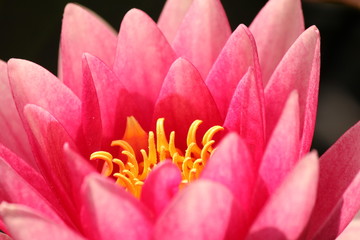 a pink waterlily flower closeup in spring