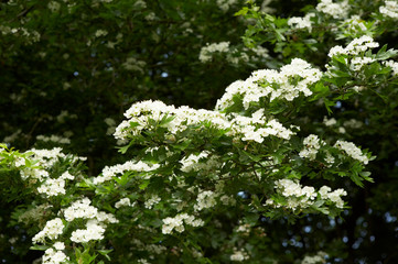 HAWTHORN BLOSSOM IN CLOSE UP
