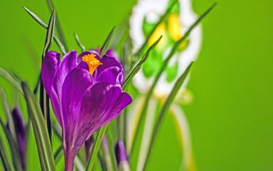 Spring flowers crocus purple. Holiday card for the women's holiday, birthday, holiday of spring.  Purple crocus flower on a green background. Close-up, copy space