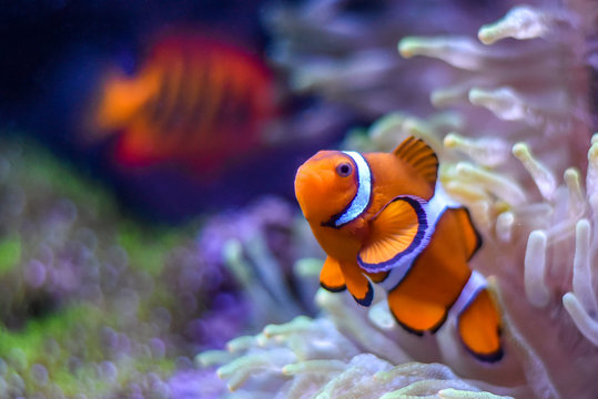 A Percula Clownfish (Amphiprion percula), also known as the clown anemonefish, enjoys the safety of its host sea anemone in a tropical reef tank aquarium.