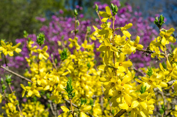 Blooming spring garden in the yard with a green lawn. Flowering plants in the botanical garden. Violet and yellow flowers of trees and shrubs. Botanical Garden of Peter the Great in St. Petersburg.