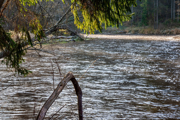 Fototapeta premium forest river in autumn