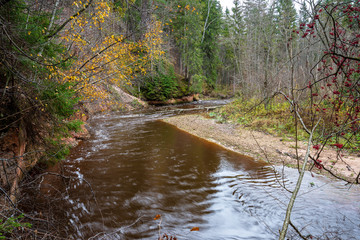 forest river in autumn