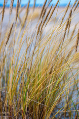 dry grass bents in winter on sea shore