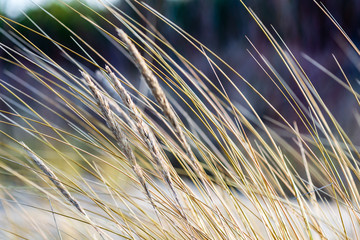 dry grass bents in winter on sea shore