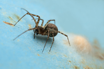 Female spring hammock-spider, Neriene montana with eggs