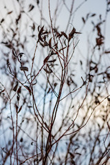 dry grass bents in winter on sea shore