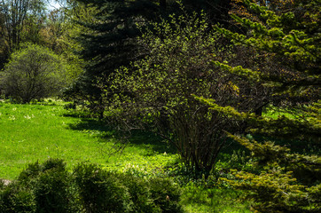 Fototapeta na wymiar Green spring ornamental garden with flowering forbs. Neutral landscape with green field. Landscape Park. Forest landscape with firs and oaks.