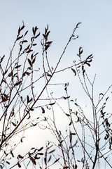 dry grass bents in winter on sea shore