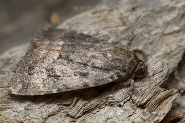 Moth camouflaged on wood, macro photo