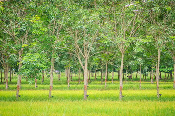 Mixed farming by planting rubber trees in rice fields is agricultural system in which a farmer...