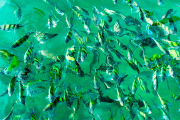 A flock of fish in sea water. Many colorful fish on the background of the sea, front focus, top...