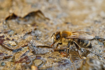 Insekt - Biene