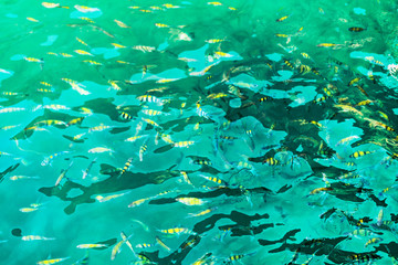 Fototapeta na wymiar A flock of fish in sea water. Many colorful fish on the background of the sea, front focus, top view . pattern
