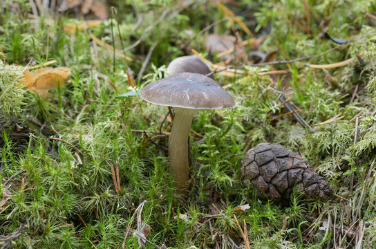 Arched woodwax, Hygrophorus camarophyllus growing among moss