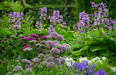 Blooming of different vegetation on the mesdow