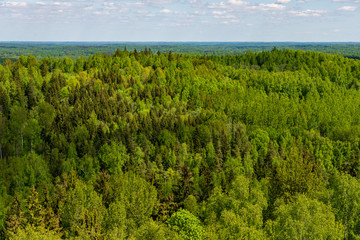 endless forests green foliage in summer