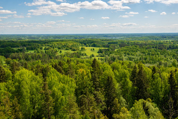 endless forests green foliage in summer