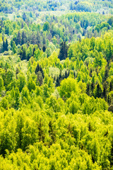 Fototapeta na wymiar endless forests green foliage in summer