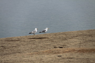 seagulls on the beach