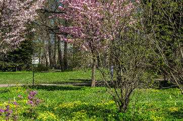 Fototapeta na wymiar Cherry blossoms in the garden in the courtyard with a green lawn. Spring flowering plants in the botanical garden. Pink flowers of Japanese cherry. Botanical Garden of Peter the Great 